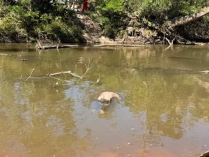 Funcionário de fazenda encontra corpo boiando em rio e mobiliza polícia