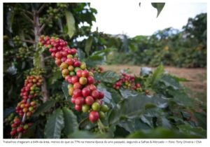 Preço do café tem alta impulsionada por colheita atrasada no Brasil